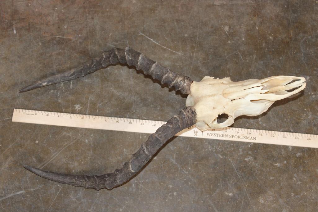 IMPALA Skull - 4