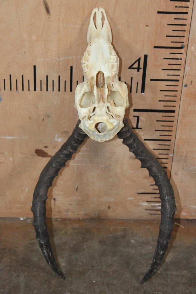 IMPALA Skull - 5