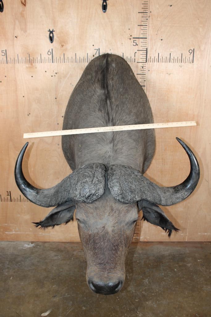 Big CAPE BUFFALO Shoulder Mount - 2