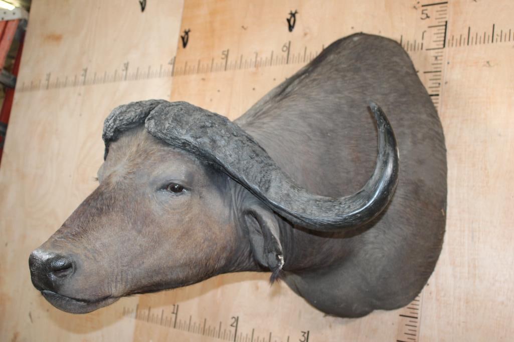 Big CAPE BUFFALO Shoulder Mount - 3