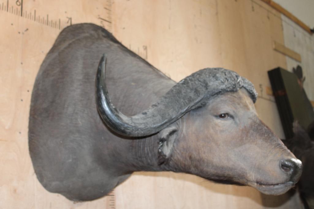 Big CAPE BUFFALO Shoulder Mount - 4
