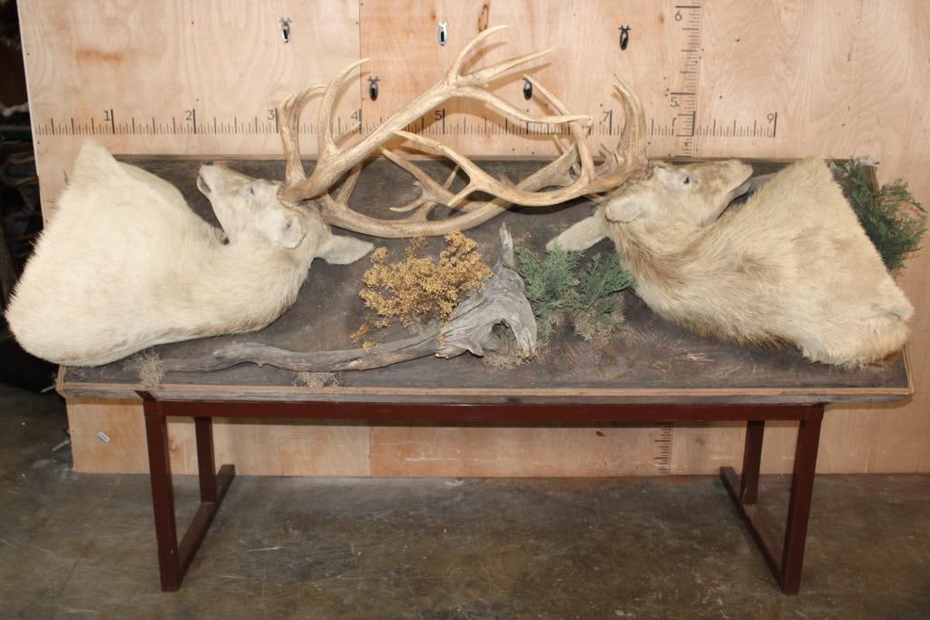 2 RED STAGS (Found Dead in the Wild) with Locked Antlers on a Custom Metal Stand: 2 RED STAGS (Found Dead in the Wild) with Locked Antlers. It has been mounted as "found" on a Custom Metal Stand. The Total Mount measures 101" Long x 69" Tall x 45" Wide. It comes with a framed