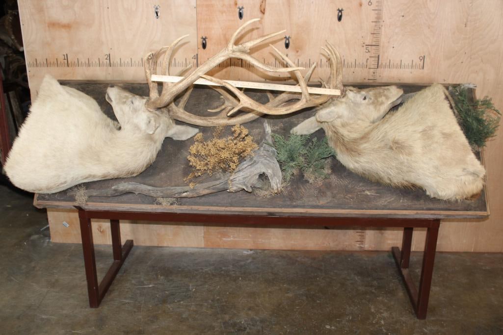 2 RED STAGS (Found Dead in the Wild) with Locked Antlers on a Custom Metal Stand - 2