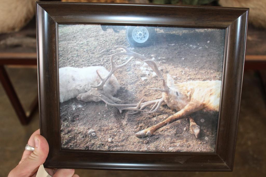 2 RED STAGS (Found Dead in the Wild) with Locked Antlers on a Custom Metal Stand - 3
