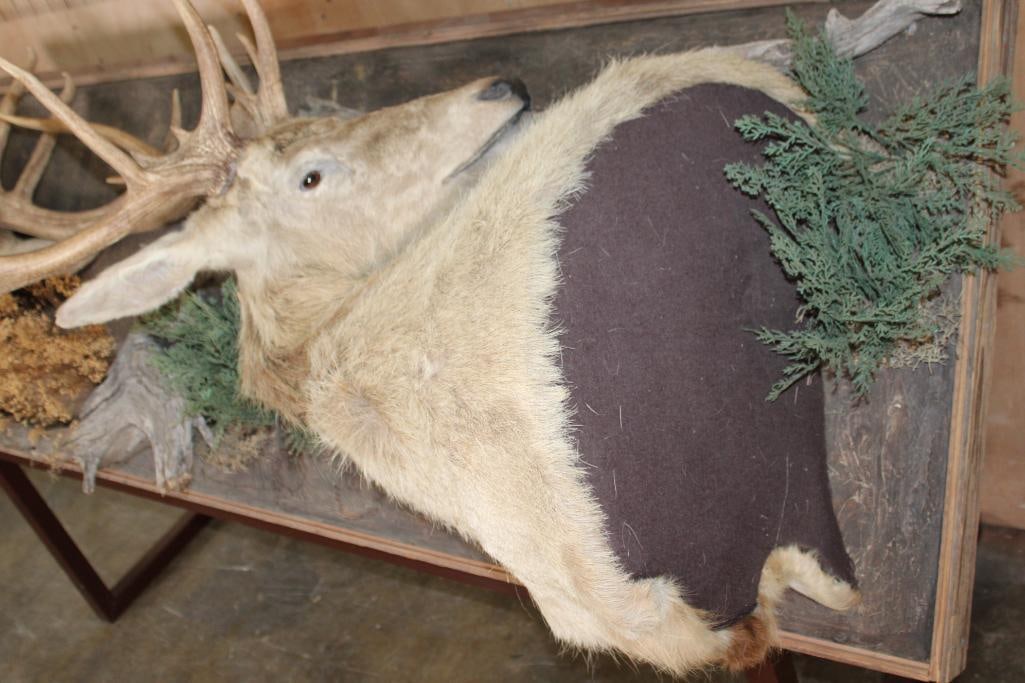 2 RED STAGS (Found Dead in the Wild) with Locked Antlers on a Custom Metal Stand - 4
