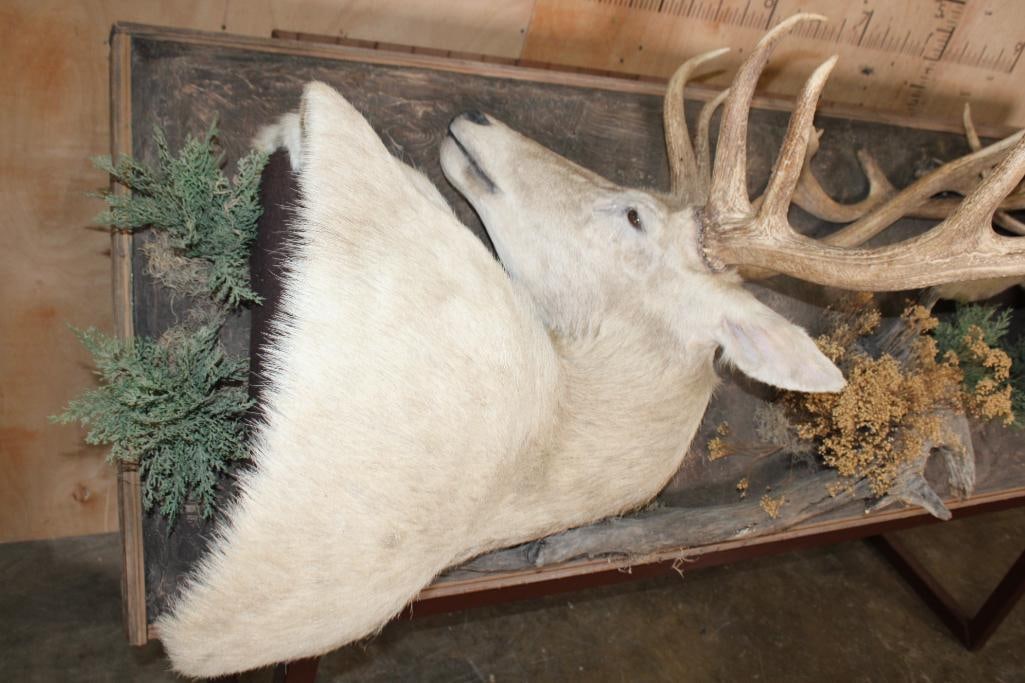 2 RED STAGS (Found Dead in the Wild) with Locked Antlers on a Custom Metal Stand - 5