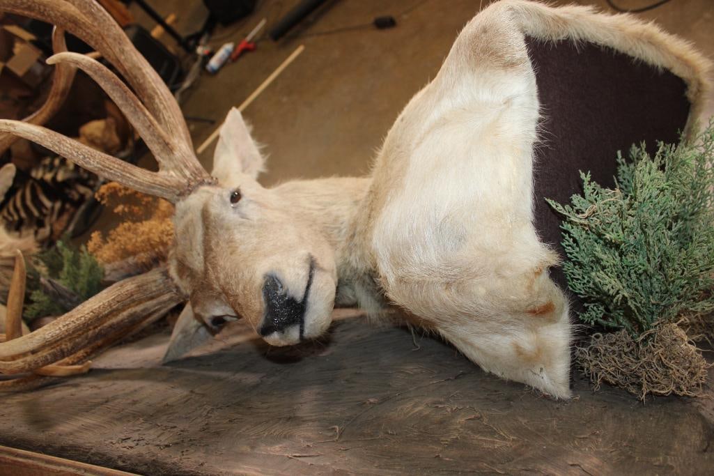 2 RED STAGS (Found Dead in the Wild) with Locked Antlers on a Custom Metal Stand - 6