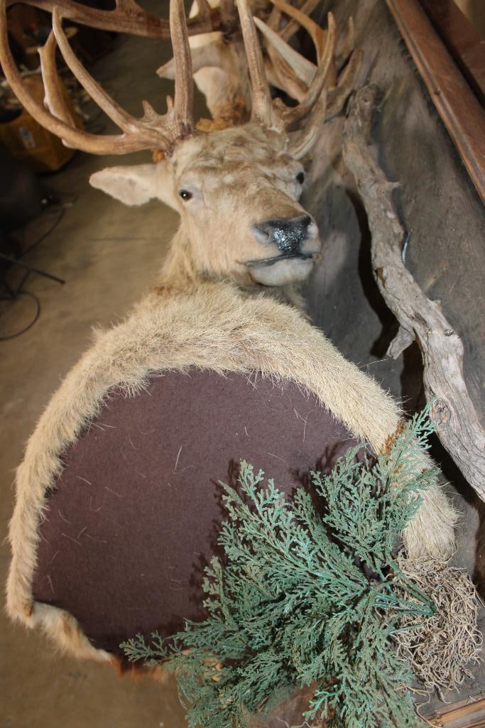 2 RED STAGS (Found Dead in the Wild) with Locked Antlers on a Custom Metal Stand - 7
