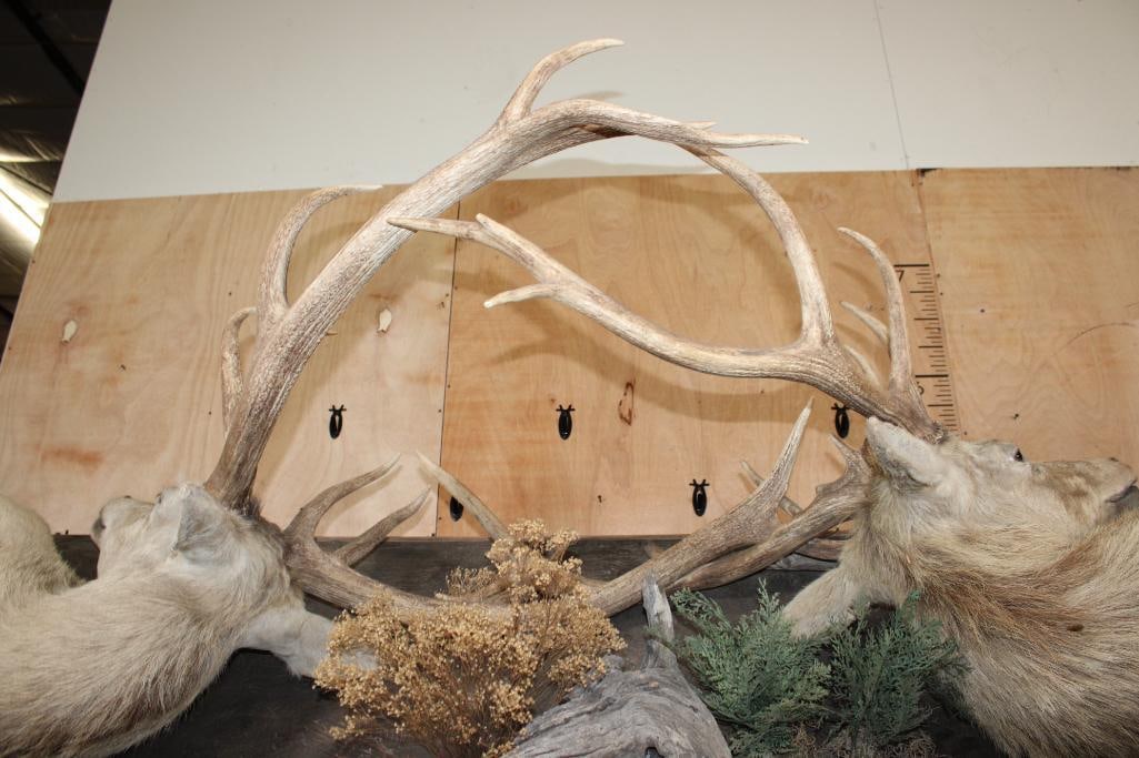2 RED STAGS (Found Dead in the Wild) with Locked Antlers on a Custom Metal Stand - 8
