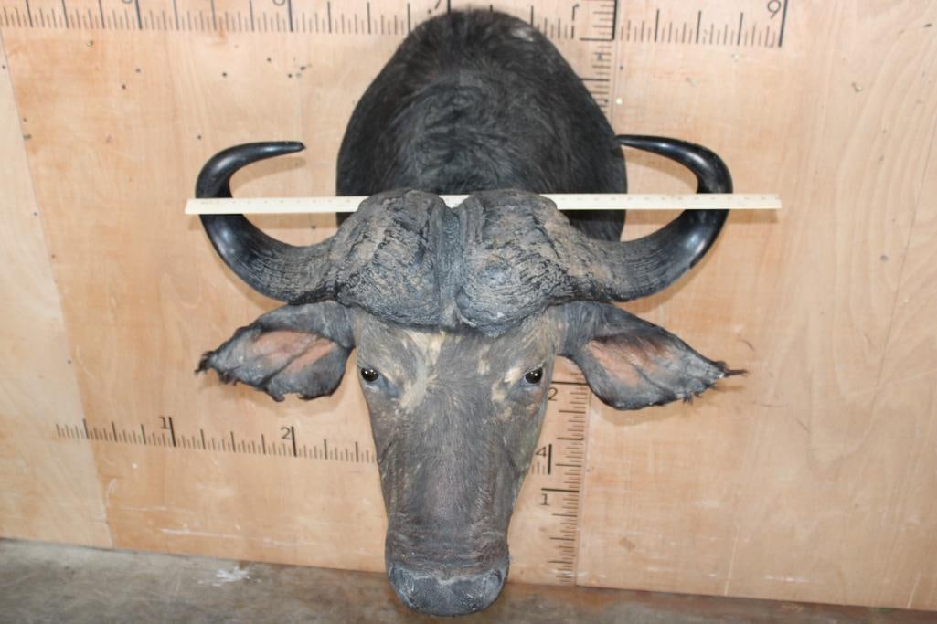 CAPE BUFFALO Shoulder Mount - 2