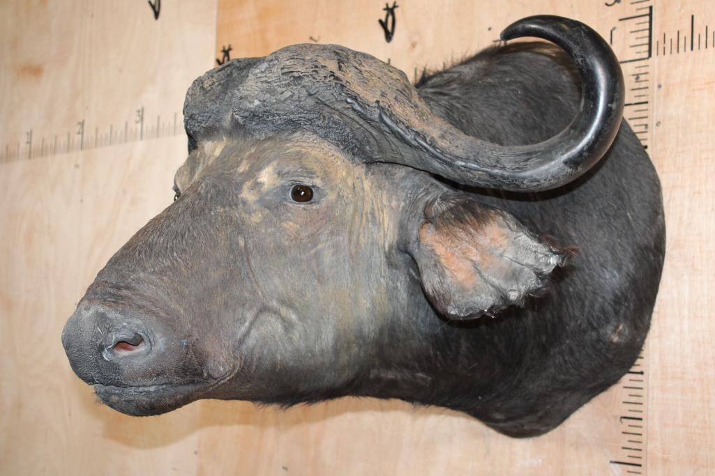 CAPE BUFFALO Shoulder Mount - 3