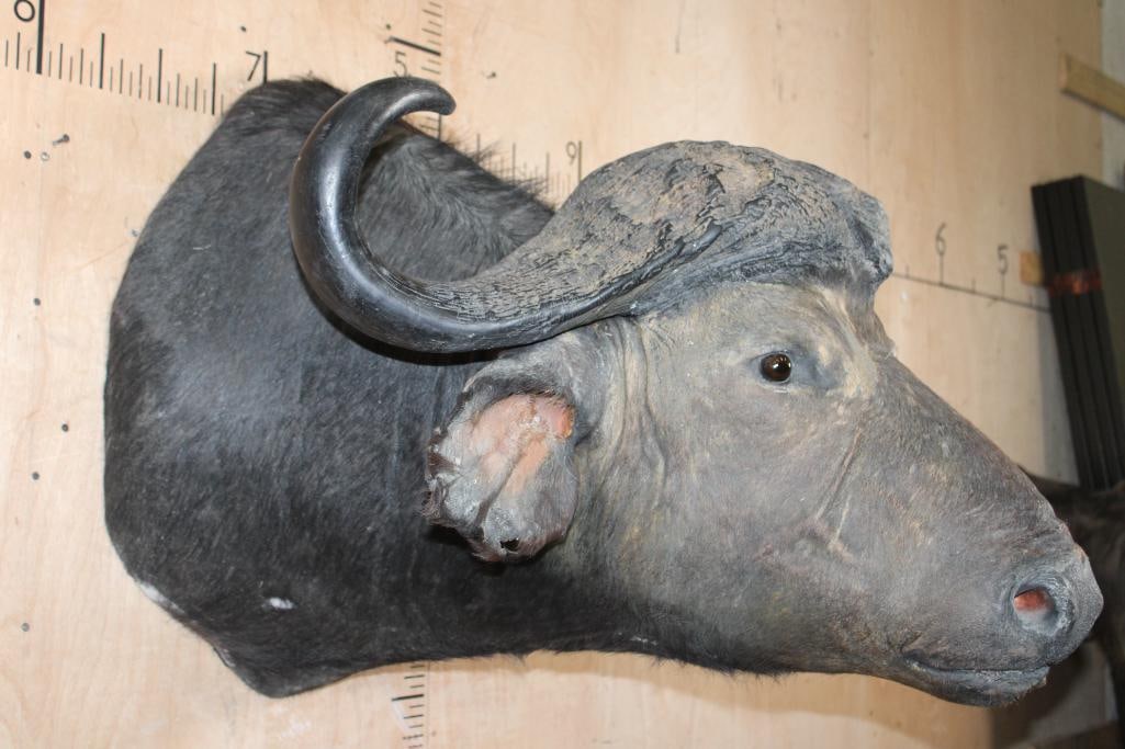 CAPE BUFFALO Shoulder Mount - 4