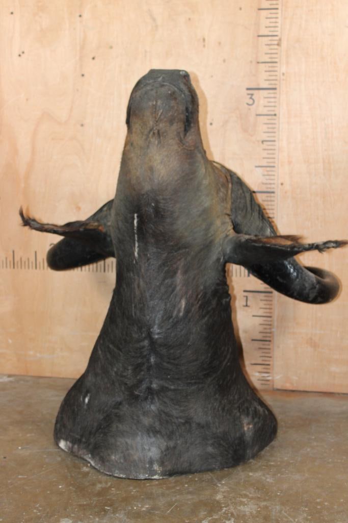 CAPE BUFFALO Shoulder Mount - 5