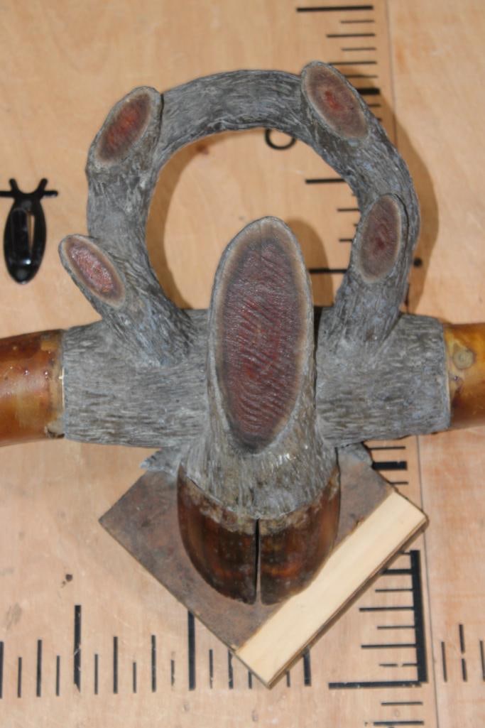 Very Old Set of Mounted STEER Horns with a Hoof on a Wood Plaque - 2
