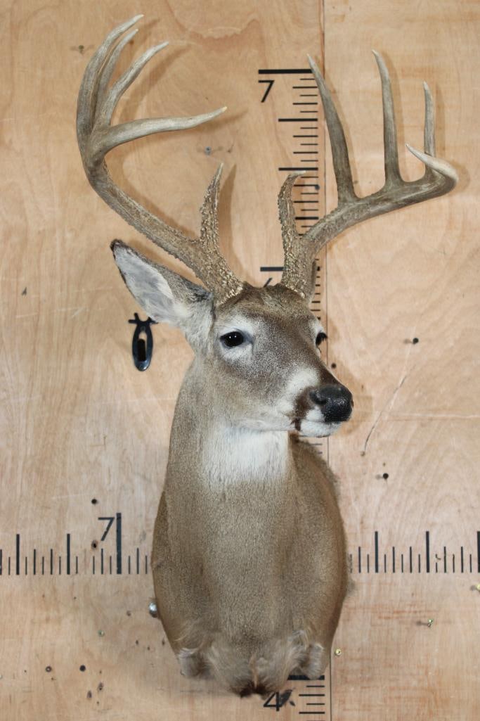 10-Point Typical WHITETAIL DEER Shoulder Mount - 2