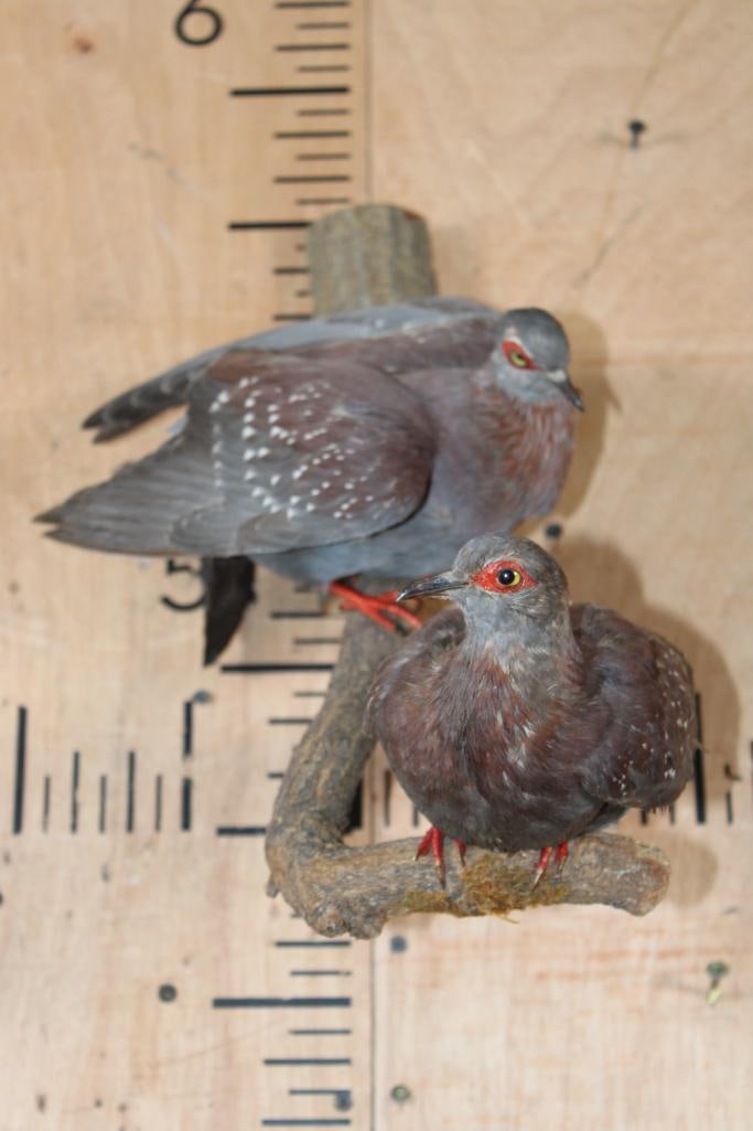 2 SPECKLED PIGEONS or AFRICAN ROCK PIGEONS Perched on a Wood Branch - 2