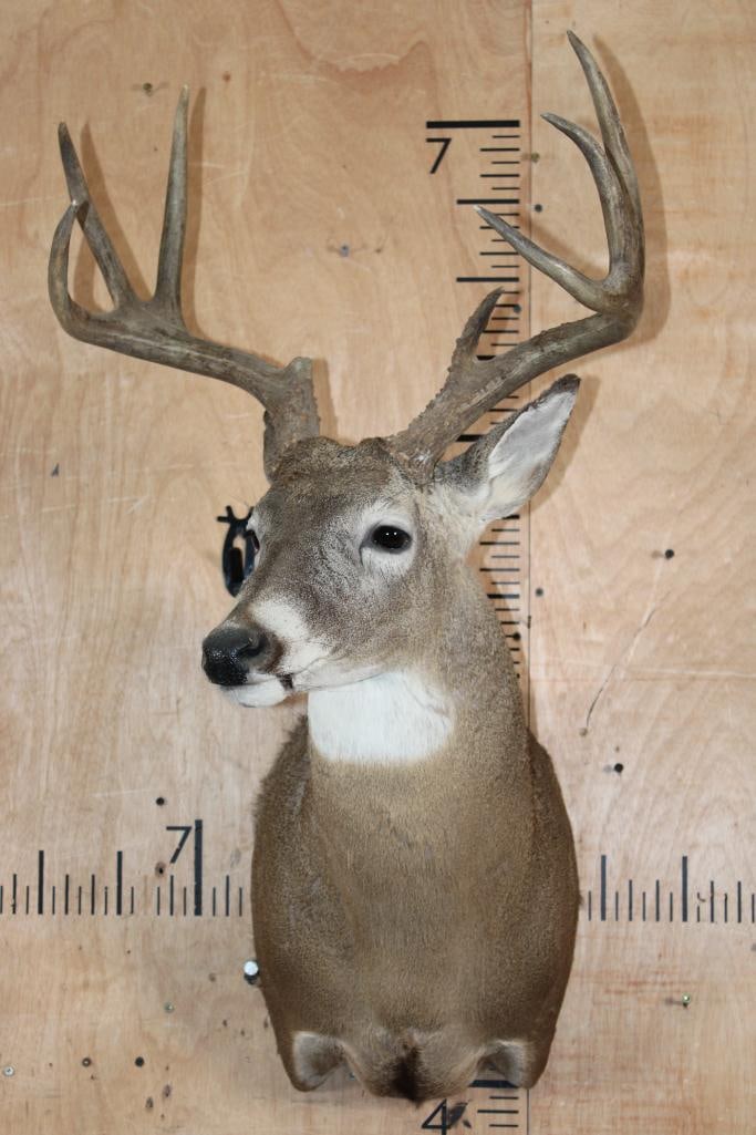 8-Point WHITETAIL DEER Buck Shoulder Mount - 2