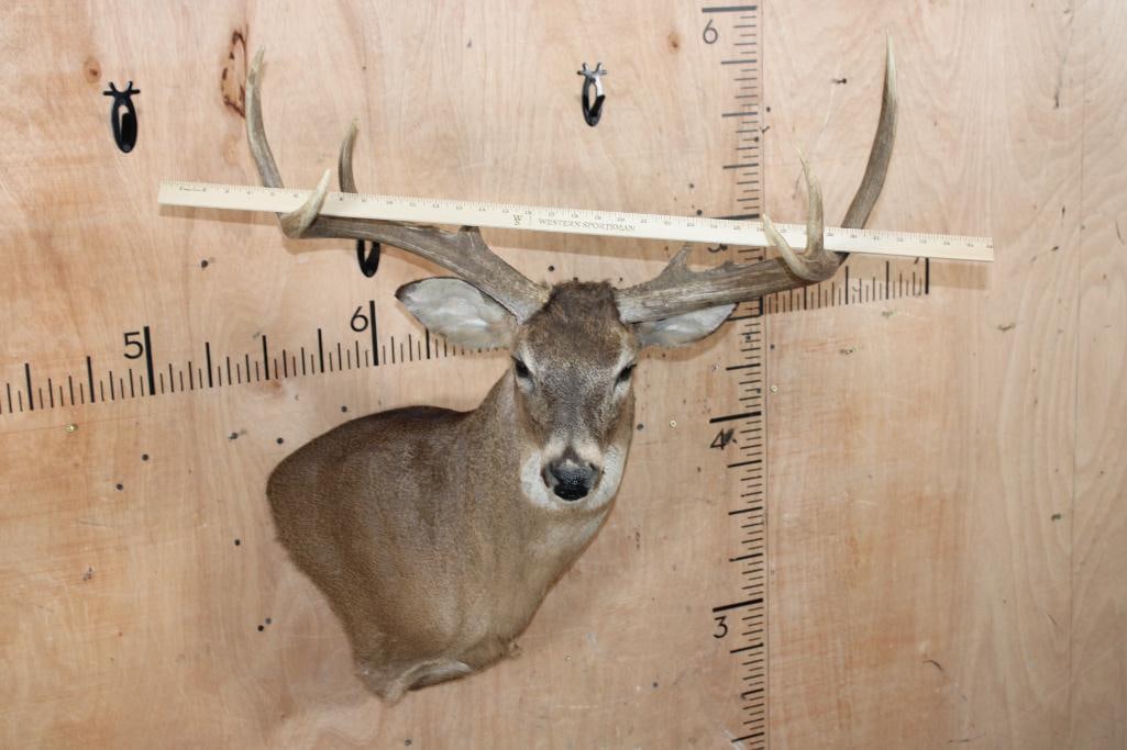 XL 8-Point WHITETAIL DEER Wall Pedestal with a Wide Spread - 2