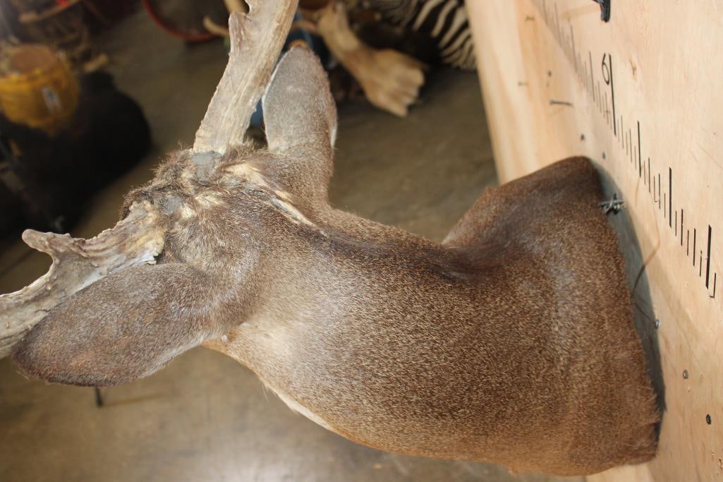 XL 8-Point WHITETAIL DEER Wall Pedestal with a Wide Spread - 7