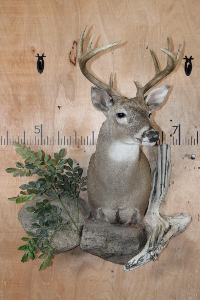 Little 10-Point WHITETAIL DEER Shoulder Mount on a Decorative Habitat Wall Hanging Base - 2
