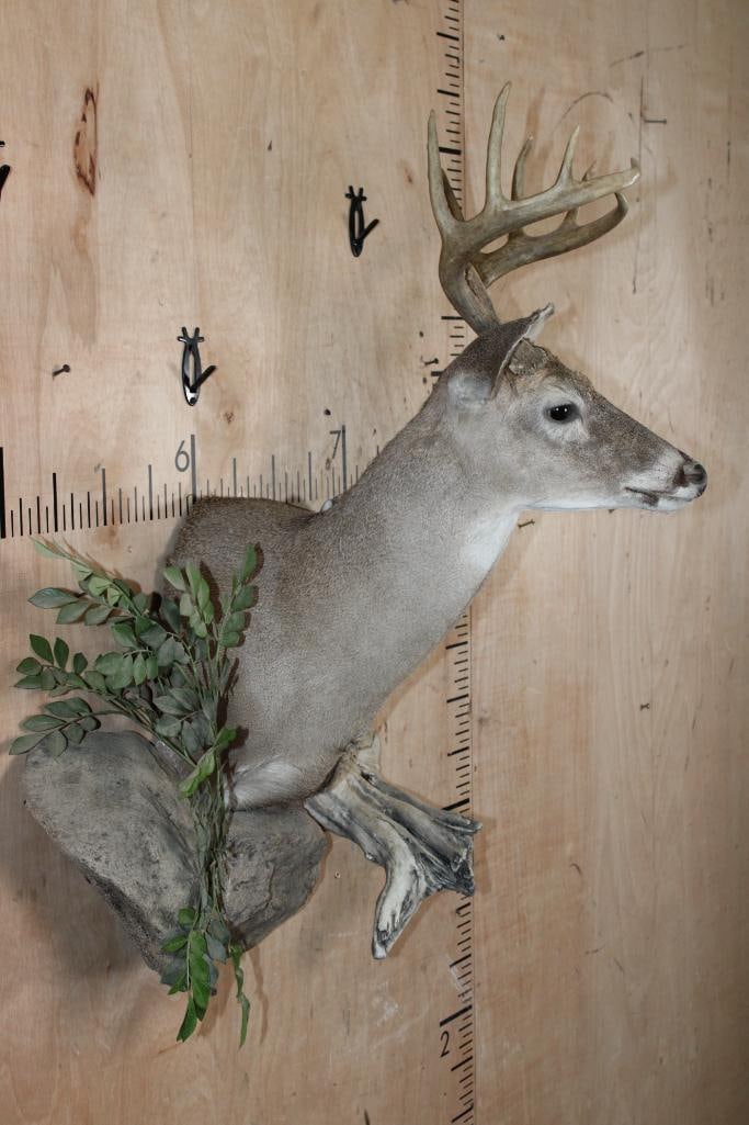 Little 10-Point WHITETAIL DEER Shoulder Mount on a Decorative Habitat Wall Hanging Base - 3