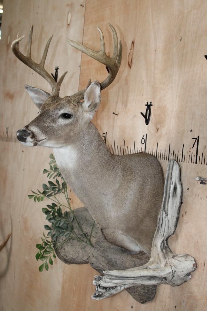 Little 10-Point WHITETAIL DEER Shoulder Mount on a Decorative Habitat Wall Hanging Base - 4