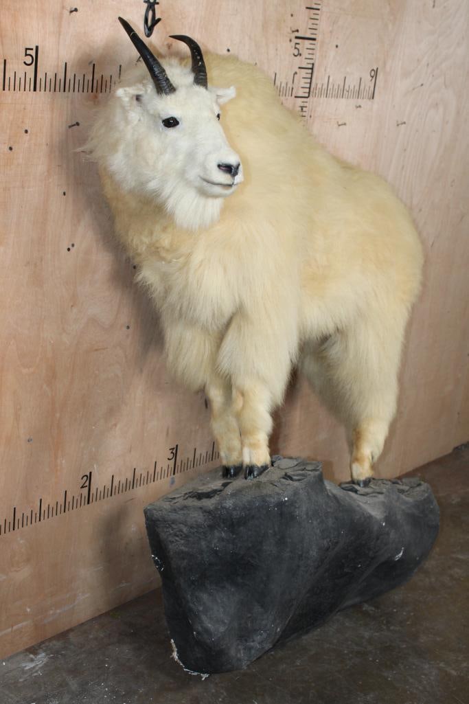 Life-sized MOUNTAIN GOAT with Reproduction Horns on a Rocky Wall Hanging Base - 2
