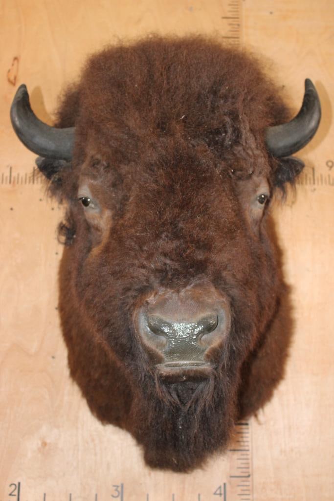 Big BISON or BUFFALO Shoulder Mount (For the Taxidermy Form) - 2