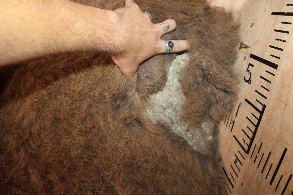 Big BISON or BUFFALO Shoulder Mount (For the Taxidermy Form) - 7