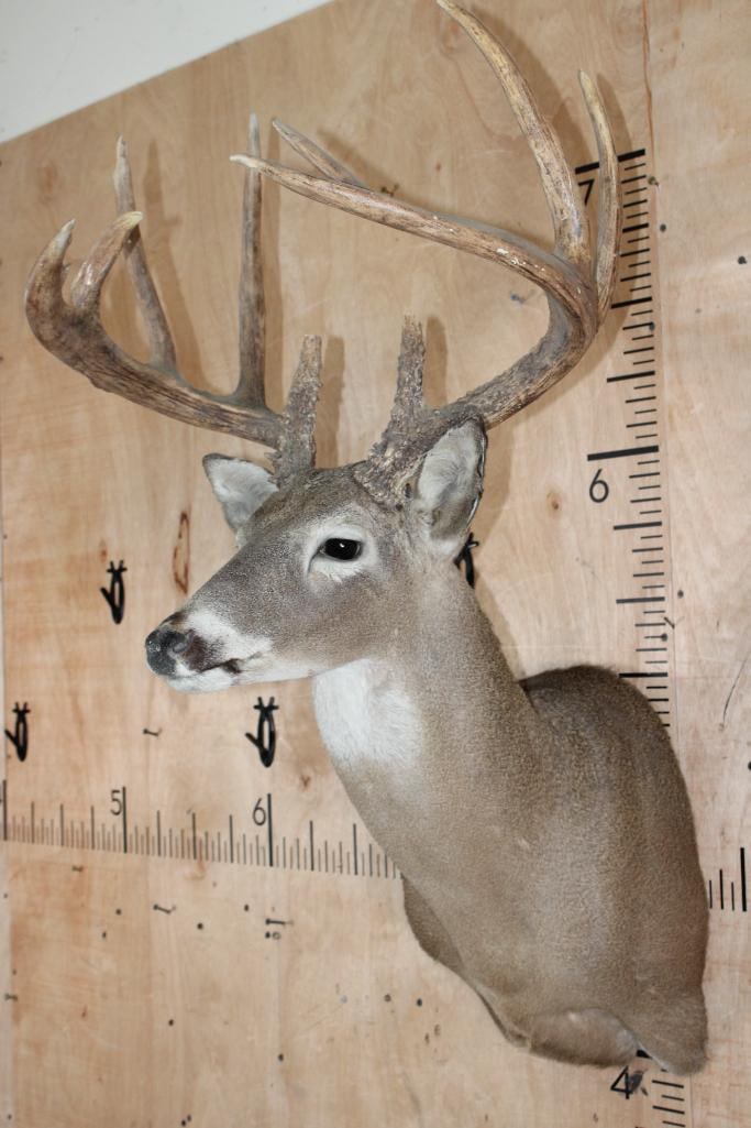 WHITETAIL DEER Shoulder Mount with Big Reproduction Antlers - 2