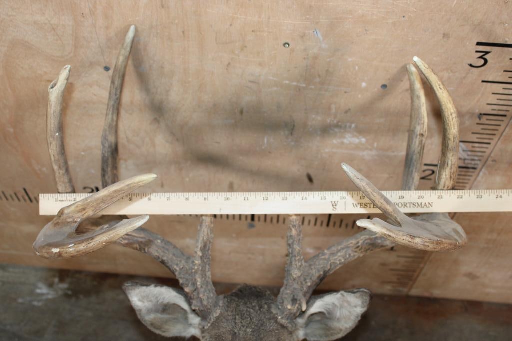 WHITETAIL DEER Shoulder Mount with Big Reproduction Antlers - 7