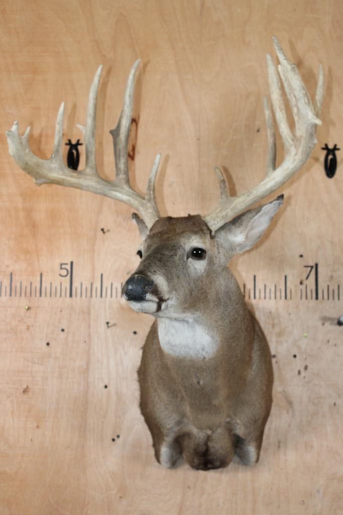 Big 16-Point WHITETAIL DEER Shoulder Mount - 2