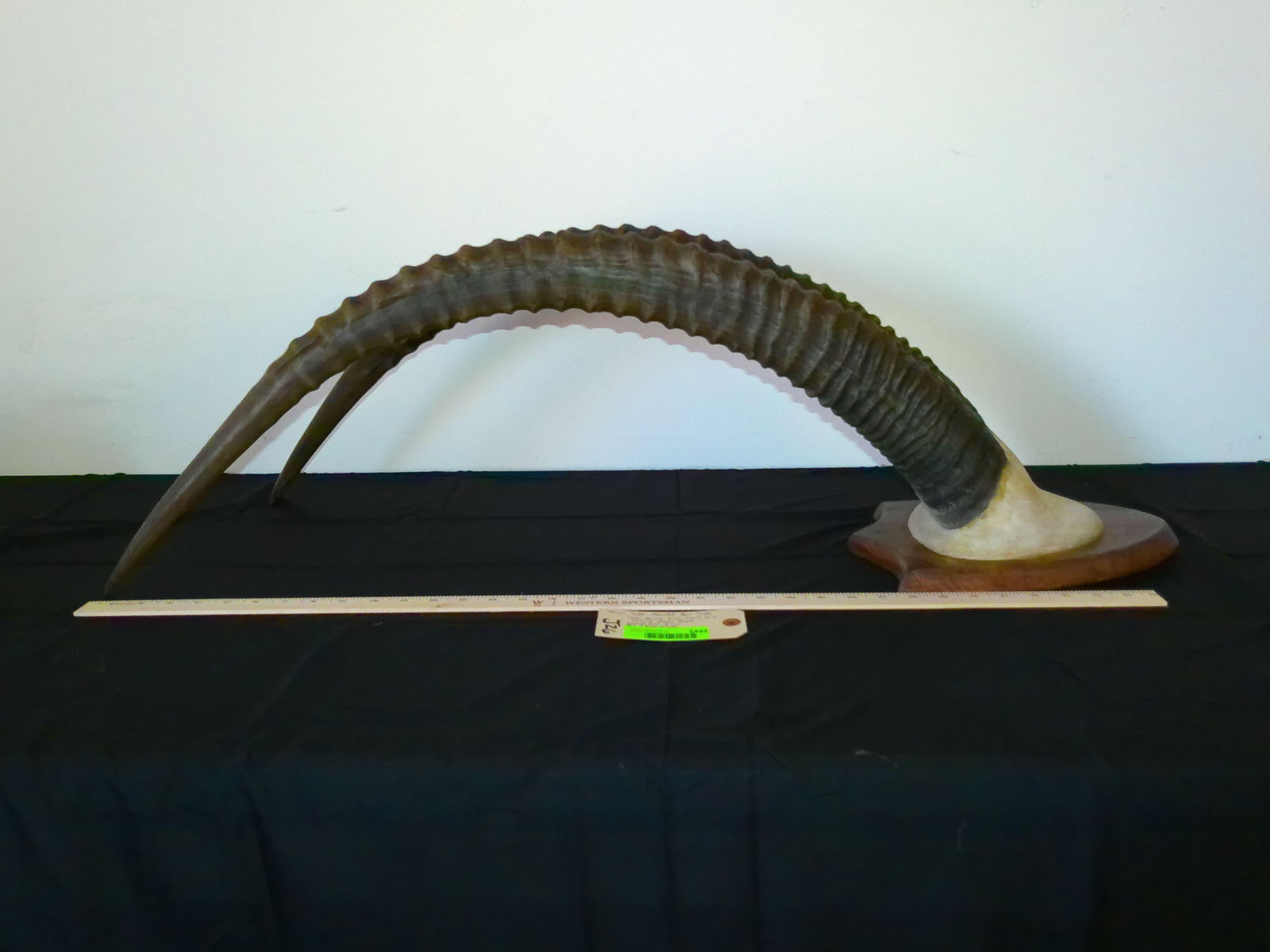 AFRICAN SABLE Horns on a Skull Cap and Mounted on a Wood Plaque - 2