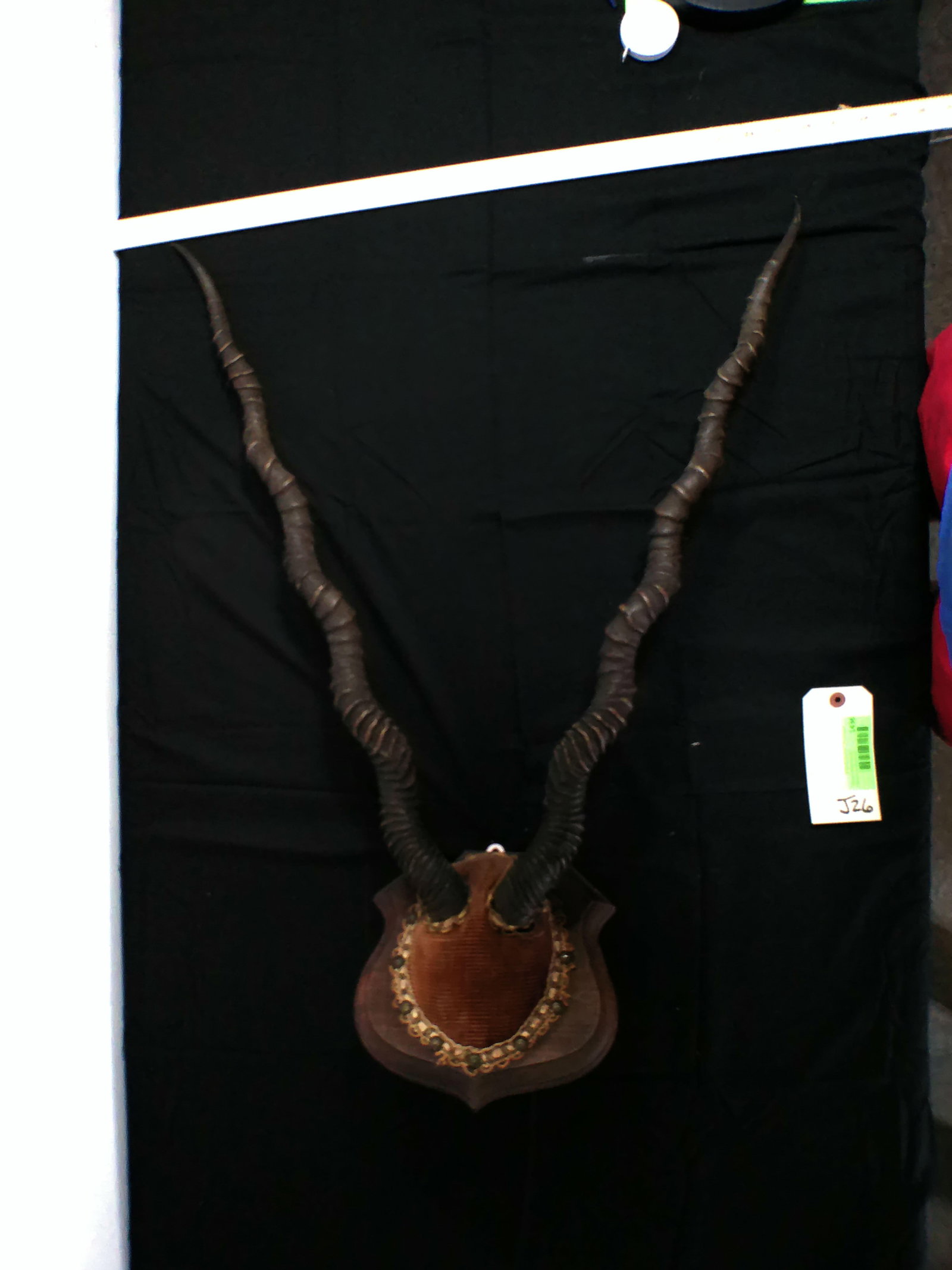 BLACKBUCK Euro Mount on a Wood Plaque - 2