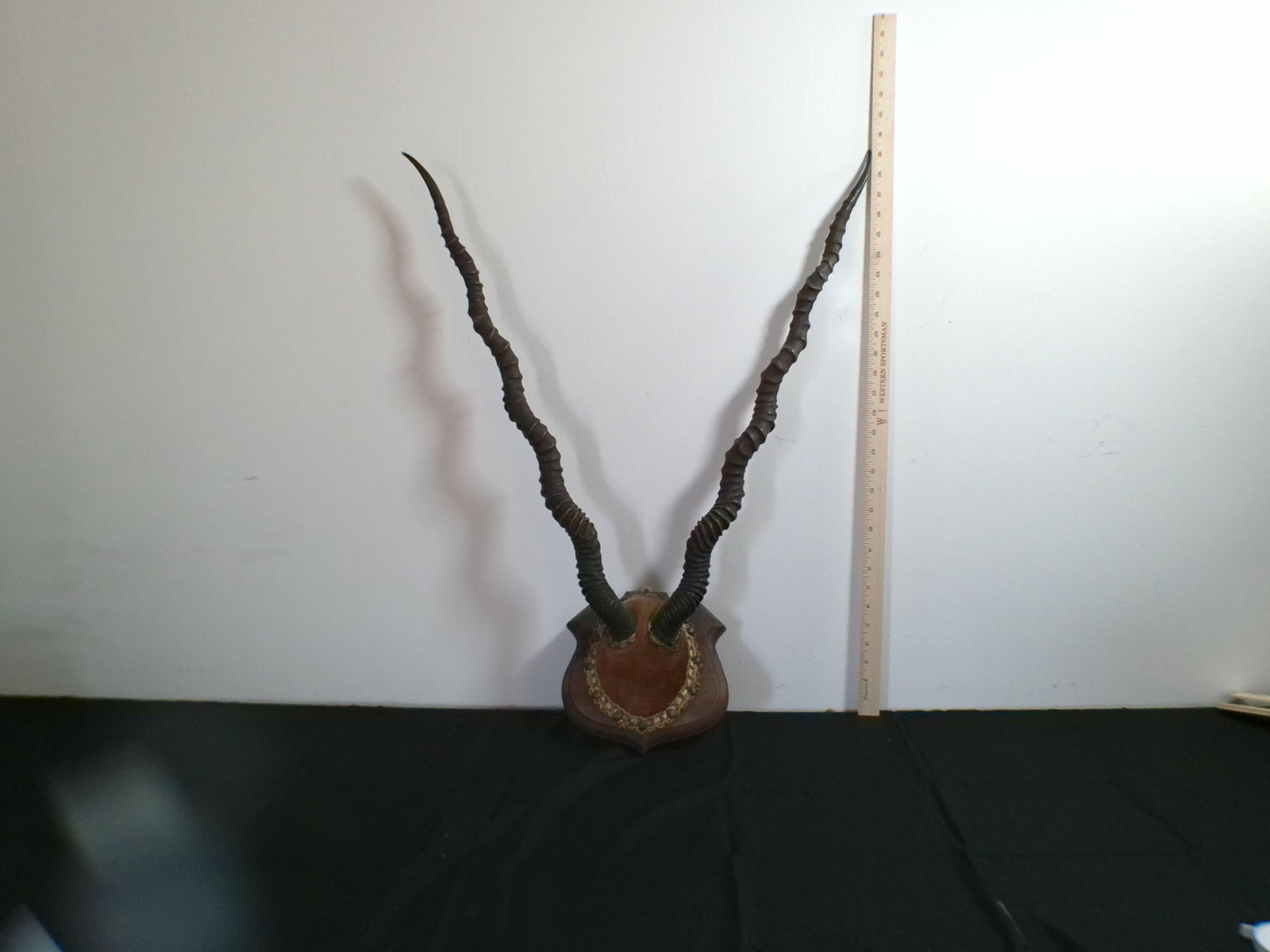 BLACKBUCK Euro Mount on a Wood Plaque - 3