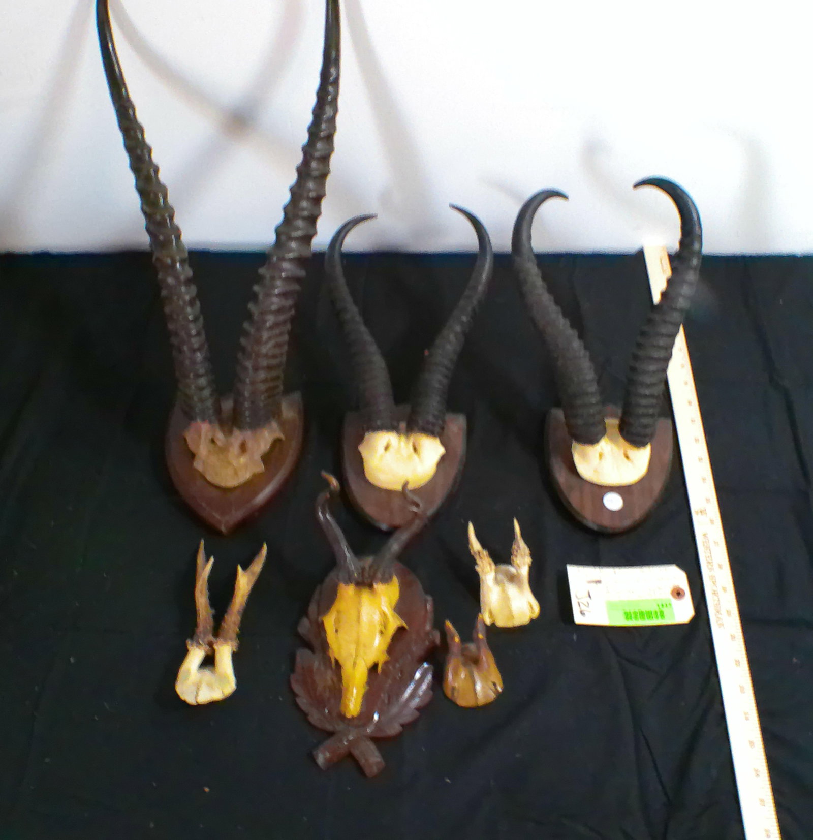 Vintage Collection of (7) Assorted Horn and Antler Racks on Skull Caps - 2