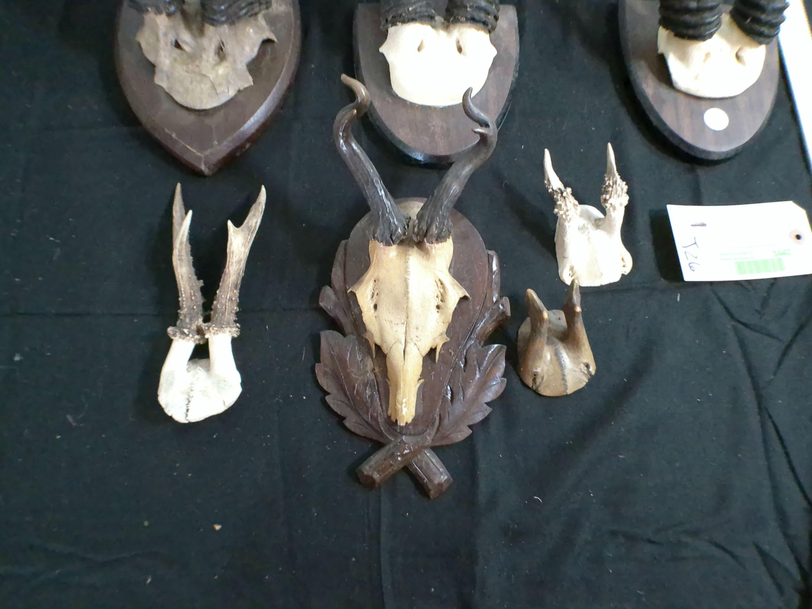 Vintage Collection of (7) Assorted Horn and Antler Racks on Skull Caps - 3