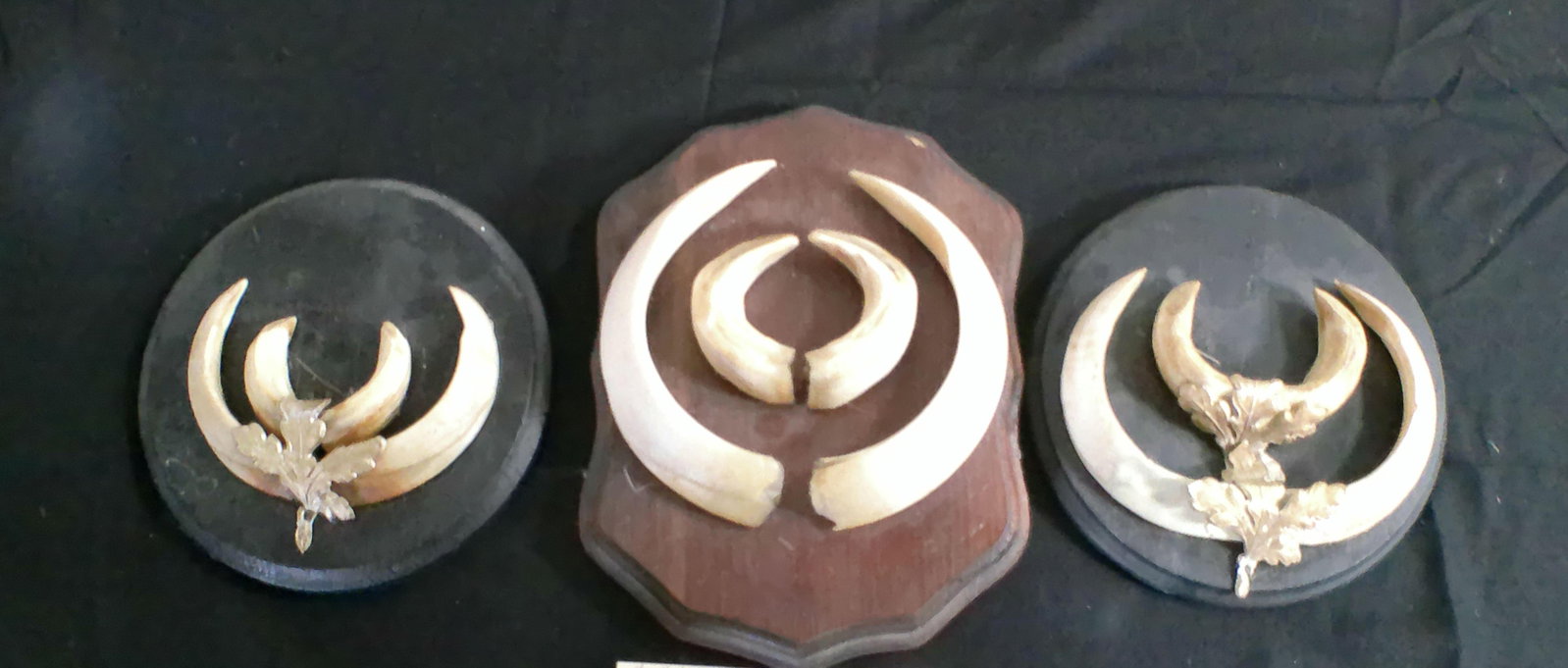 (3) Sets of WILD BOAR Tusks Mounted on Wood Plaques - 2