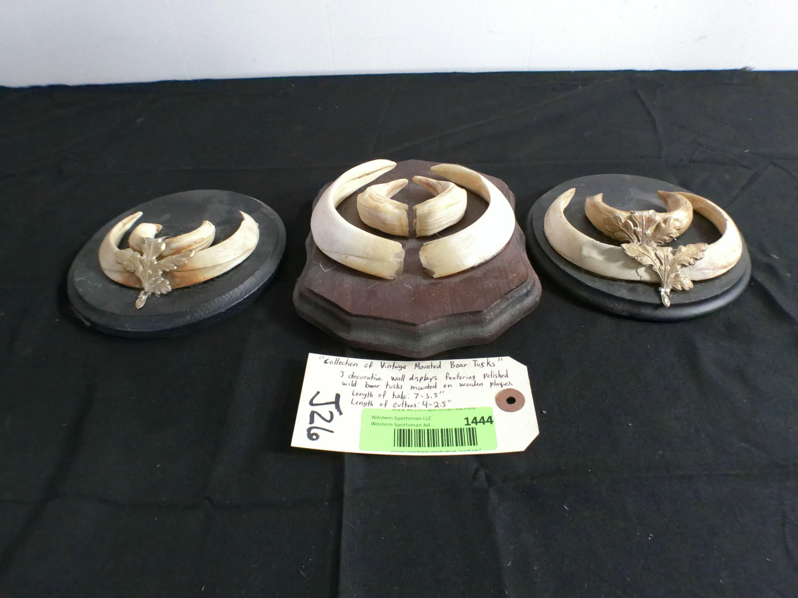 (3) Sets of WILD BOAR Tusks Mounted on Wood Plaques - 3