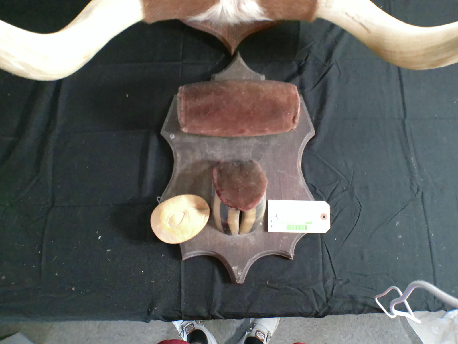 (1) Vintage Set of Polished LONGHORNS and (1) Unfinished Longhorn Mount with a Hoof - 2
