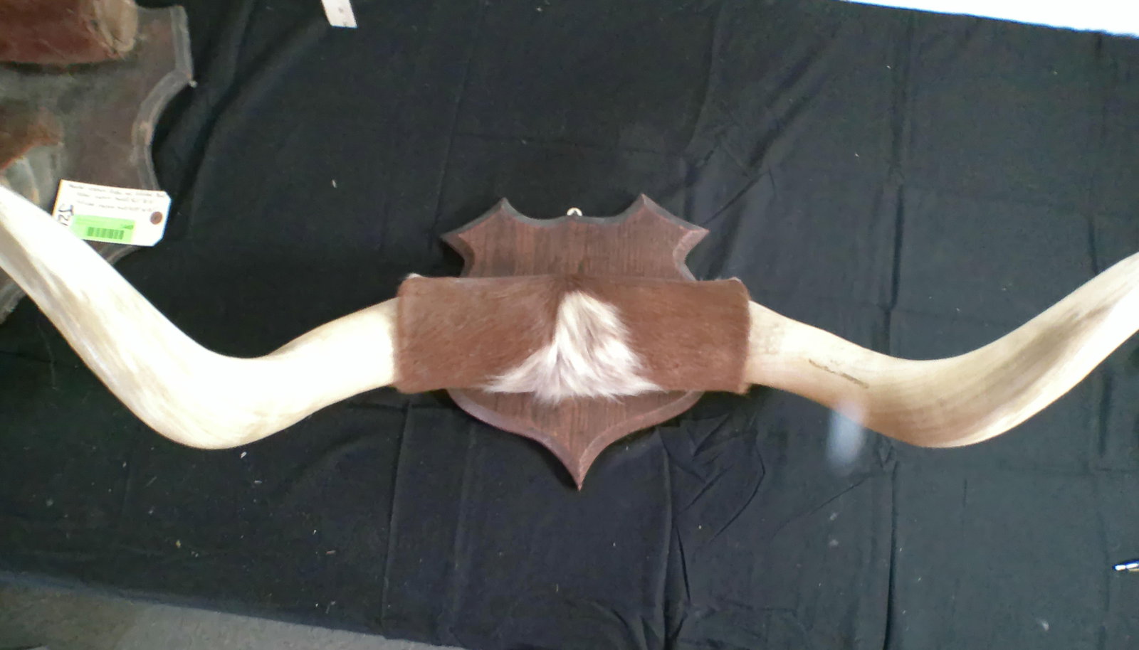 (1) Vintage Set of Polished LONGHORNS and (1) Unfinished Longhorn Mount with a Hoof - 3