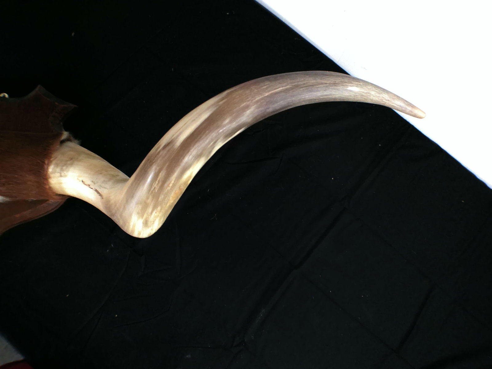 (1) Vintage Set of Polished LONGHORNS and (1) Unfinished Longhorn Mount with a Hoof - 4