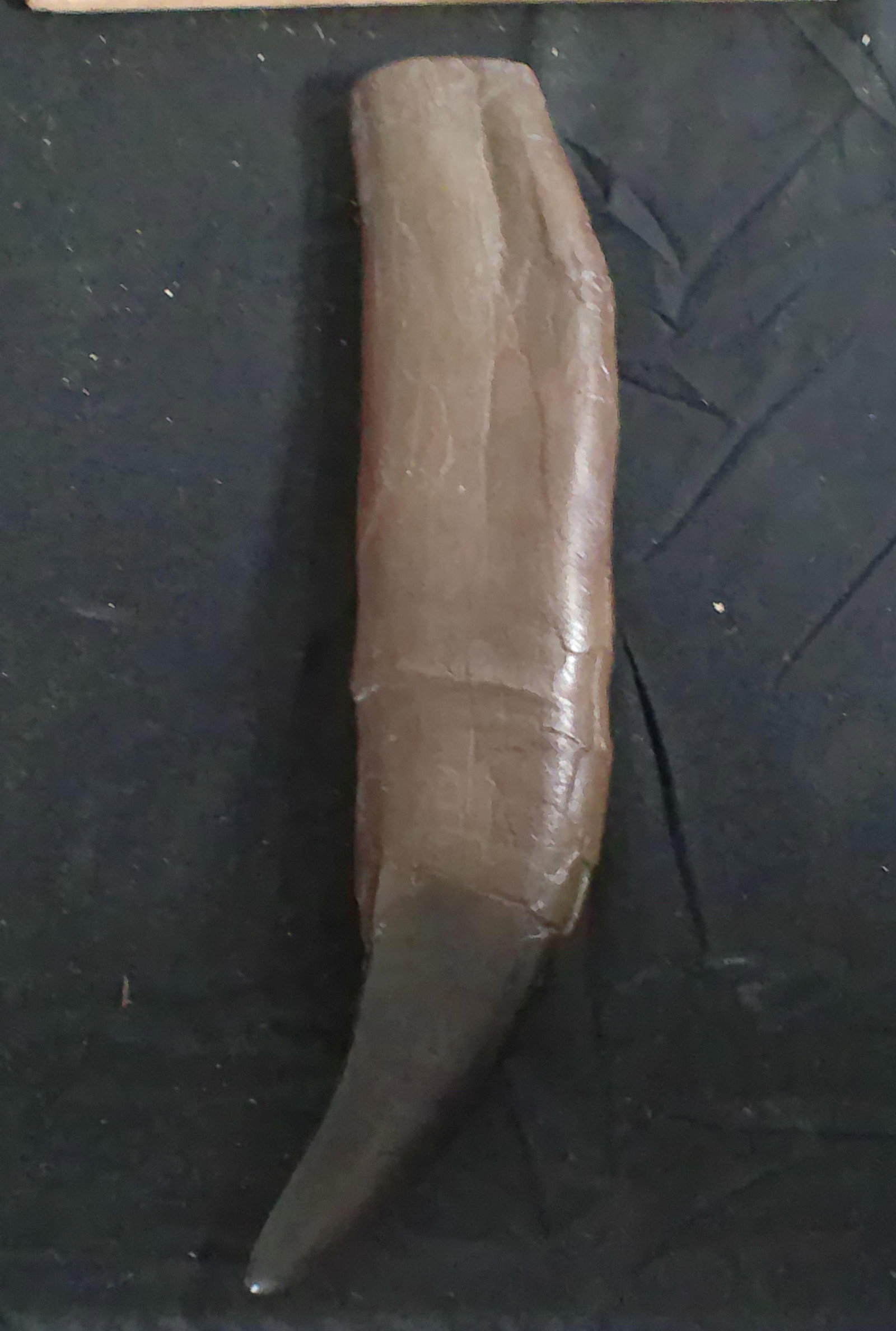 Reproduction TYRANNOSAURUS REX Tooth after the famous "Stan" T. rex Specimen found in South Dakota - 2