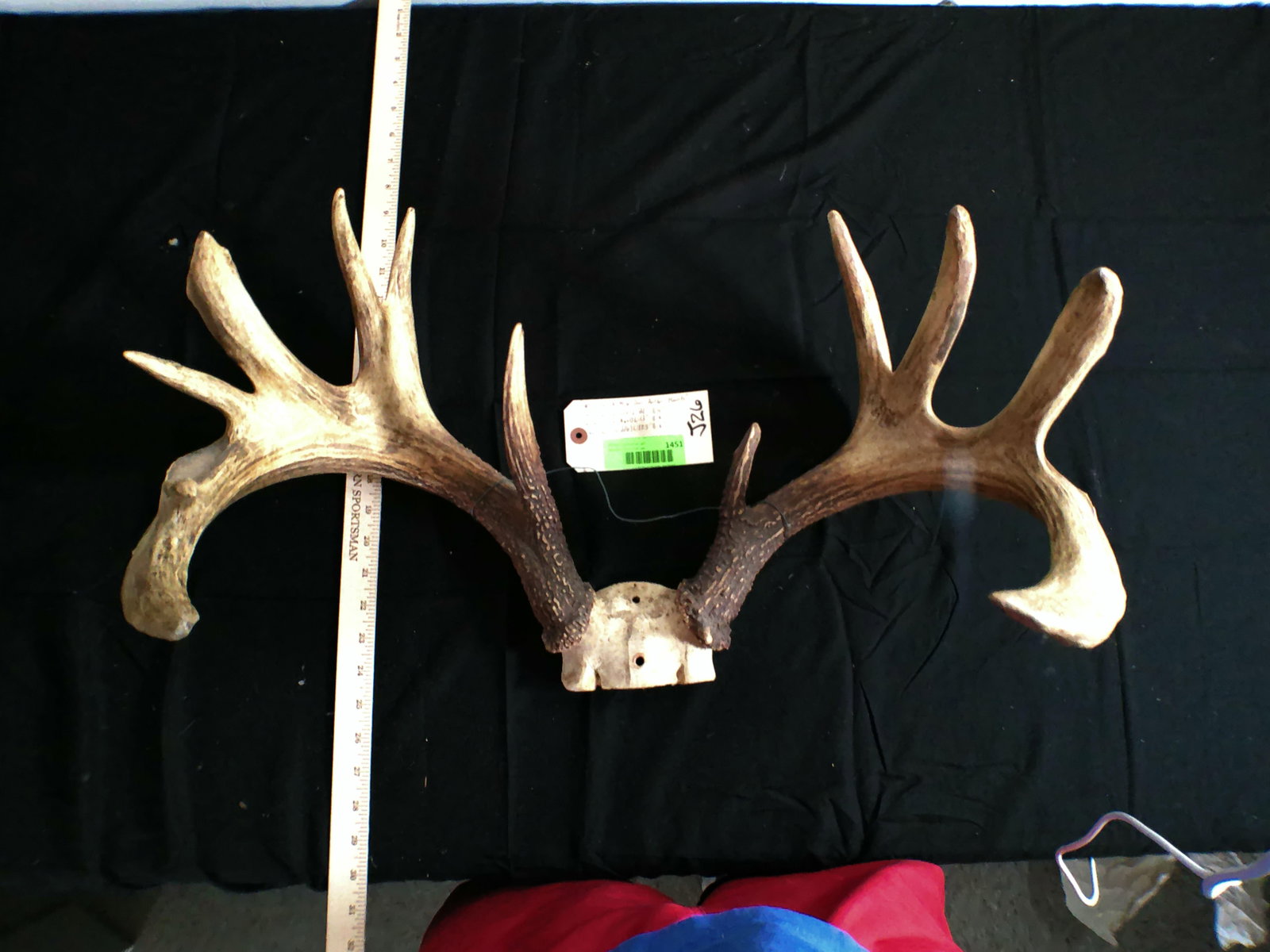 (2) WHITETAIL DEER Antlers on Skull Caps and (1) MULE DEER Skull Cap - 2