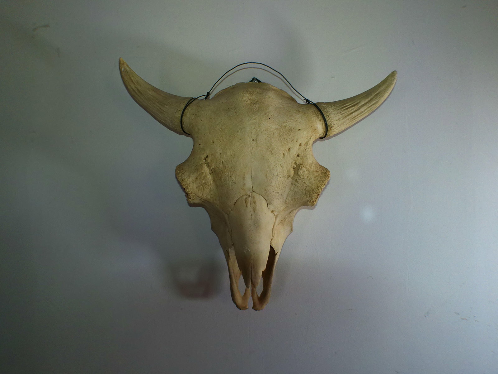 BISON or BUFFALO Skull with Removable Horns - 2