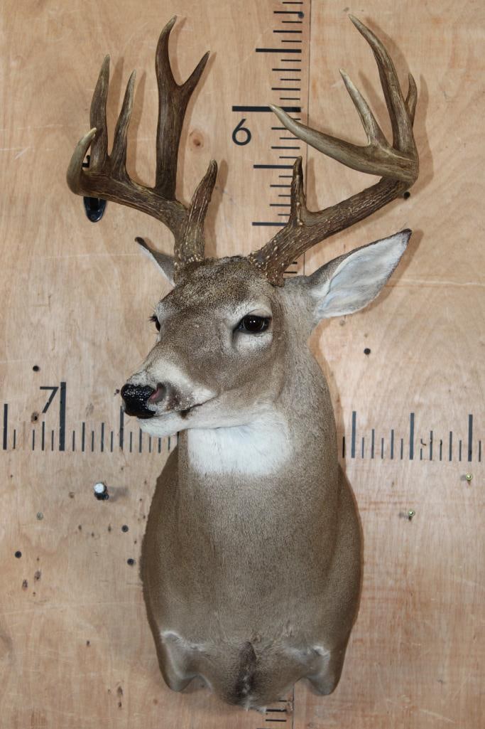 13-Point WHITETAIL DEER Shoulder Mount - 2