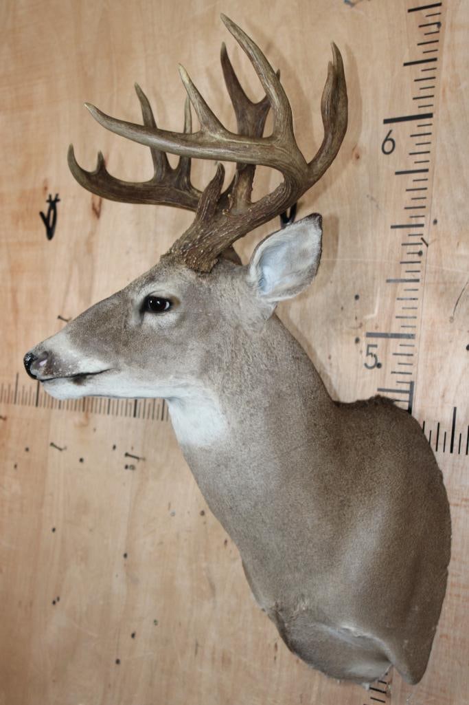 13-Point WHITETAIL DEER Shoulder Mount - 3