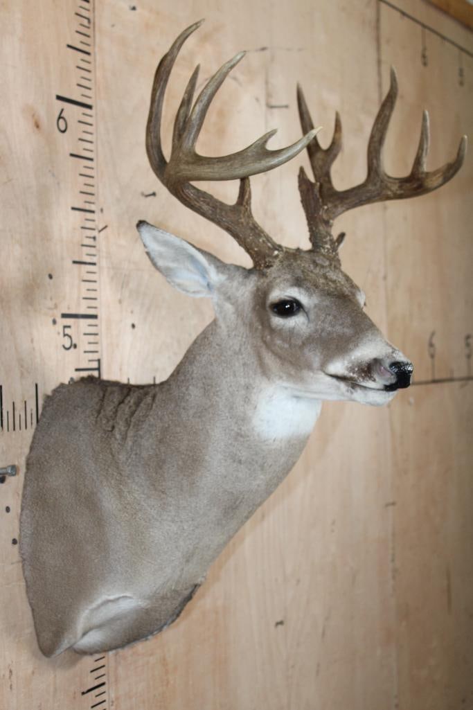13-Point WHITETAIL DEER Shoulder Mount - 4