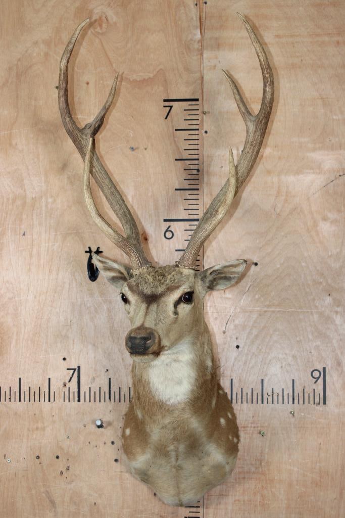 AXIS DEER Shoulder Mount - 2
