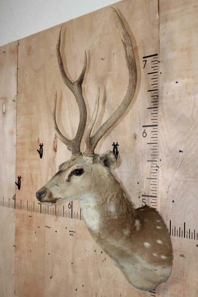 AXIS DEER Shoulder Mount - 3